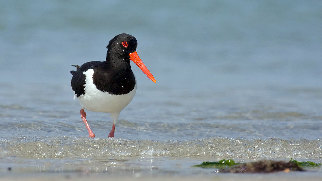 Eurasian oystercatcher. Image: Andreas Trepte, www.photo-natur.net