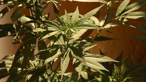 ANU provides Australia-first doctors’ workshop on medicinal cannabis