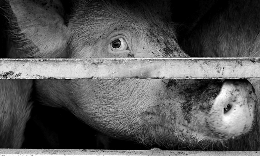 Les Ministres du bien-être animal soutiennent la campagne de GAIA contre les transports longues distances d’animaux