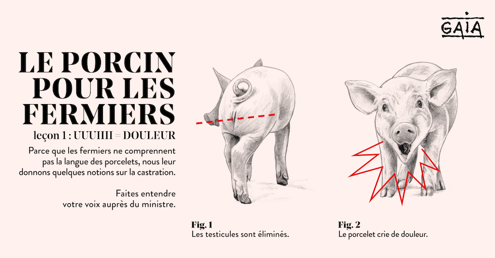 Action rentrée des classes : un cours de langue porcine destiné aux éleveurs