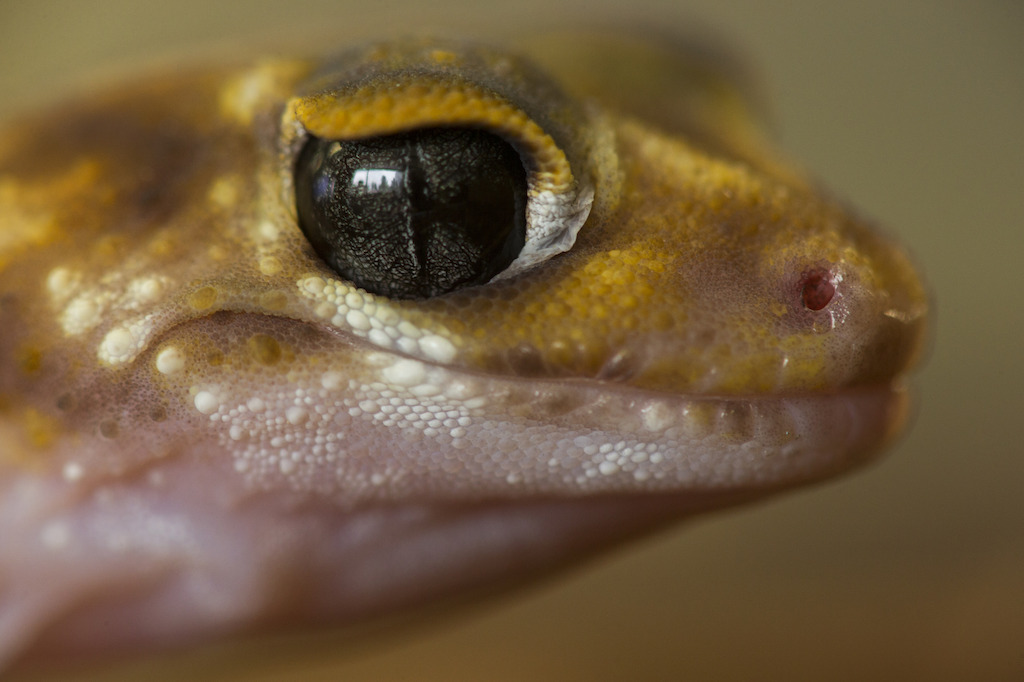 The clear scale over the Underwoodisaurus' eye helps them avoid water loss from the surface of their eye. Image: Stuart Hay, ANU.