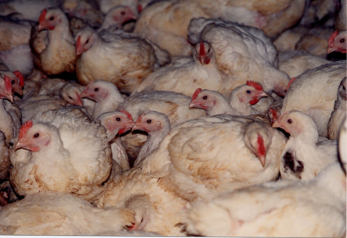 GAIA : « Du couvoir à l'abattoir, la courte vie des poulets de chair est un enfer »
