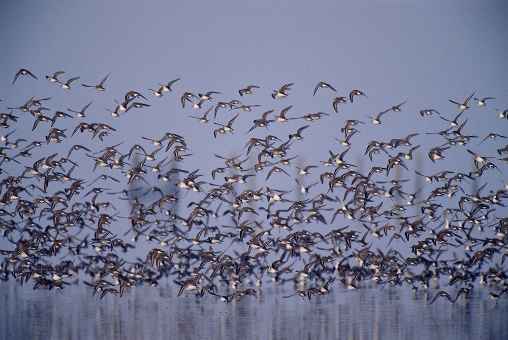 L’Espagne échoue à protéger le Coto de Doñana