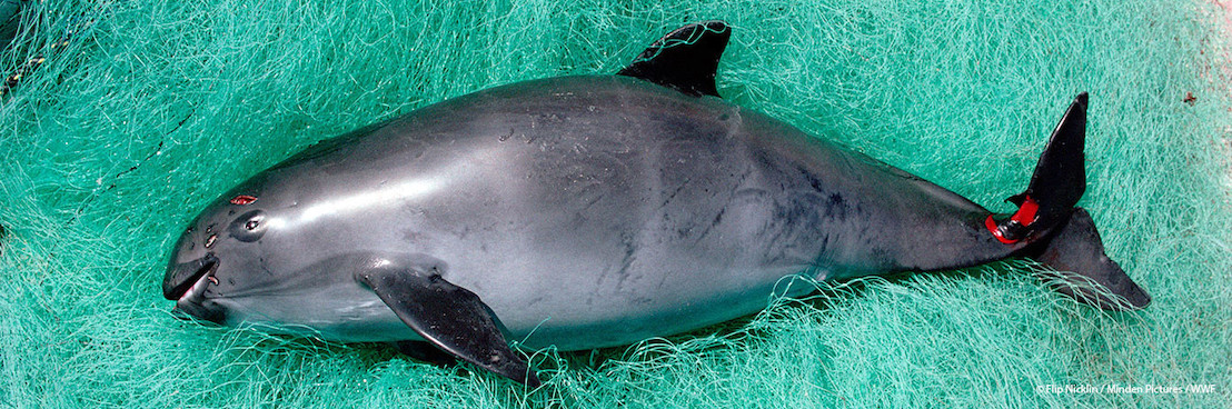 L’interdiction temporaire des filets maillants ne sauvera pas le vaquita