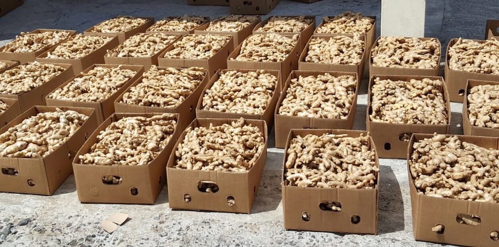 Ginger prepared for export.