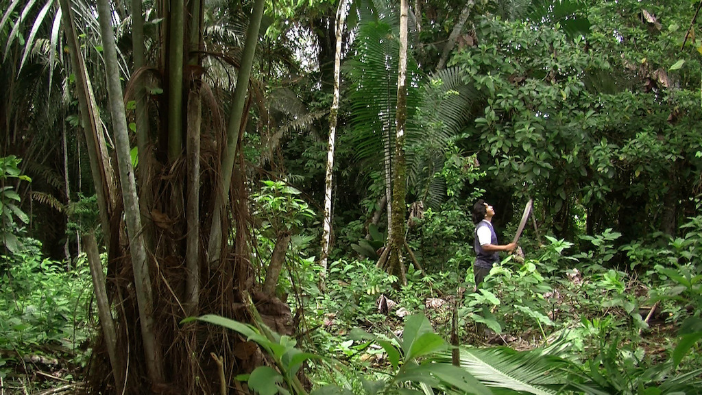 Ursula Biemann & Paulo Tavares, Forest Law, video still.