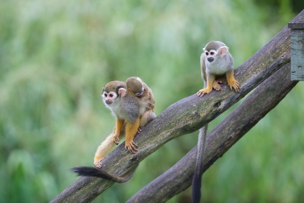 Babyboom in de Olmense Zoo