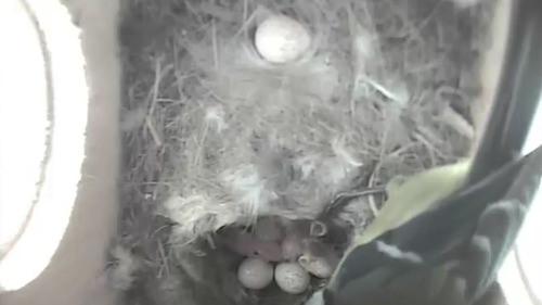 Klein gespuis - Het eerste kleintje - (c) VRT
