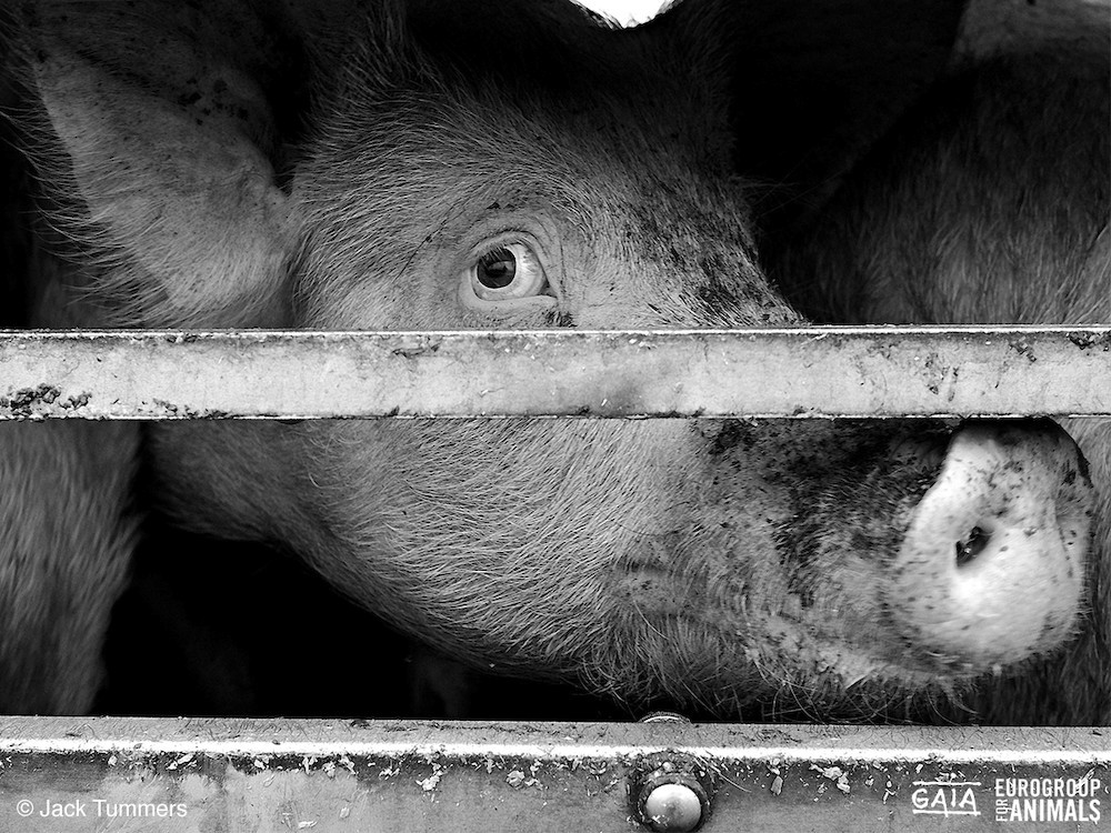 Ministers dierenwelzijn ondersteunen campagne GAIA tegen verre veetransporten