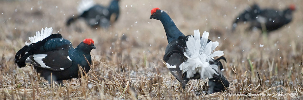 10 Tétras lyres de Suède relâchés en Hautes Fagnes dans le but de sauver l’espèce emblématique du parc naturel