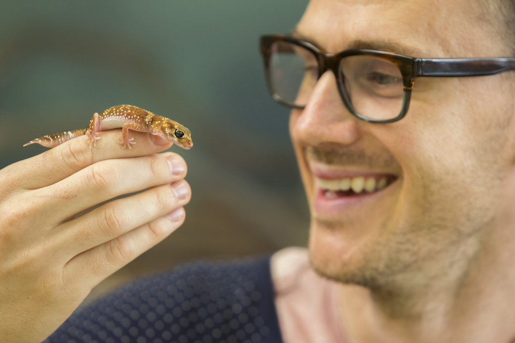 ANU PhD student Ian Brennan with an Underwoodisaurus gecko. Image: Stuart Hay, ANU.
