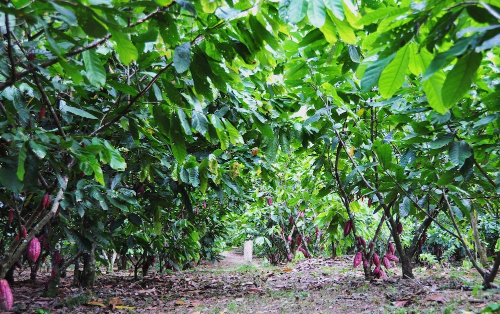 Il Progetto Criollo Domori