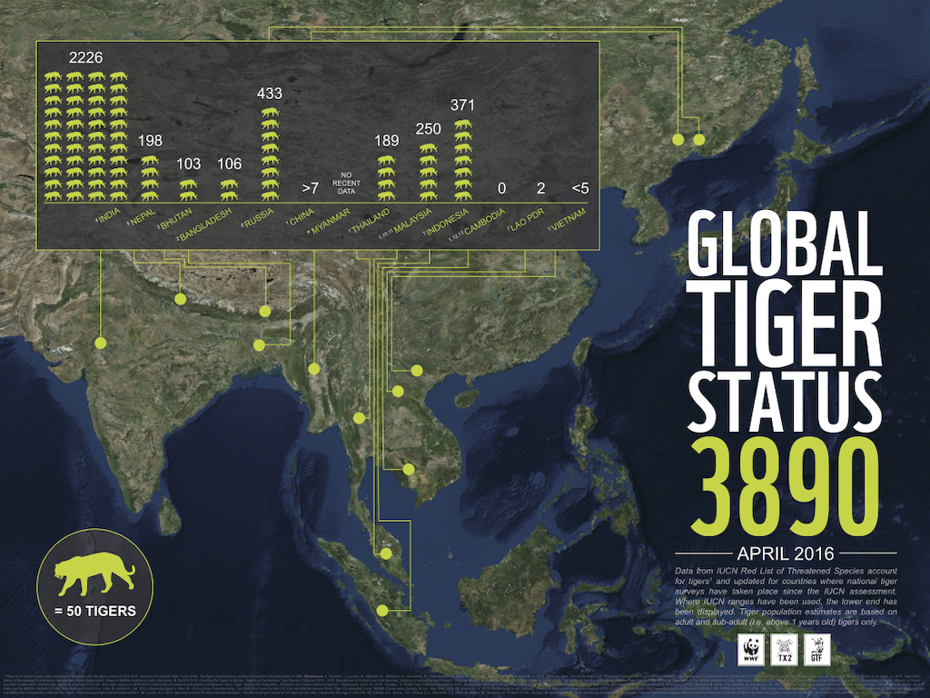 Infographic - Global Tiger Statistics