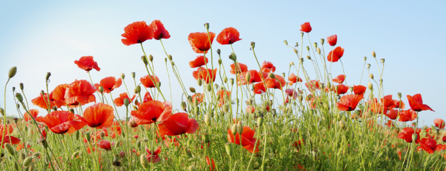 100 jaar Groote Oorlog: nationale herdenking in Nieuwpoort en Ieper op dinsdag 28 oktober – rechtstreeks op Canvas