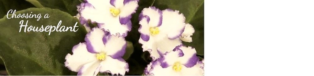 Beat the summer heat with cool houseplant options from Pike Nurseries!