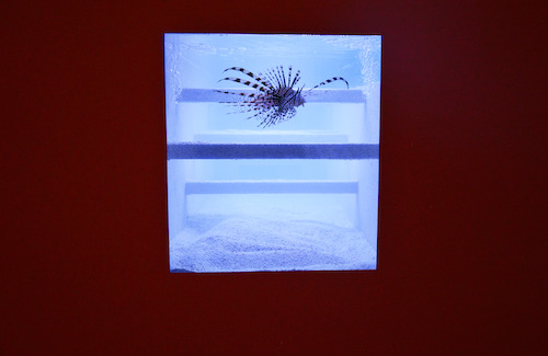 Aquarium (Genf), 2011/2014 © photo: M-Museum Leuven