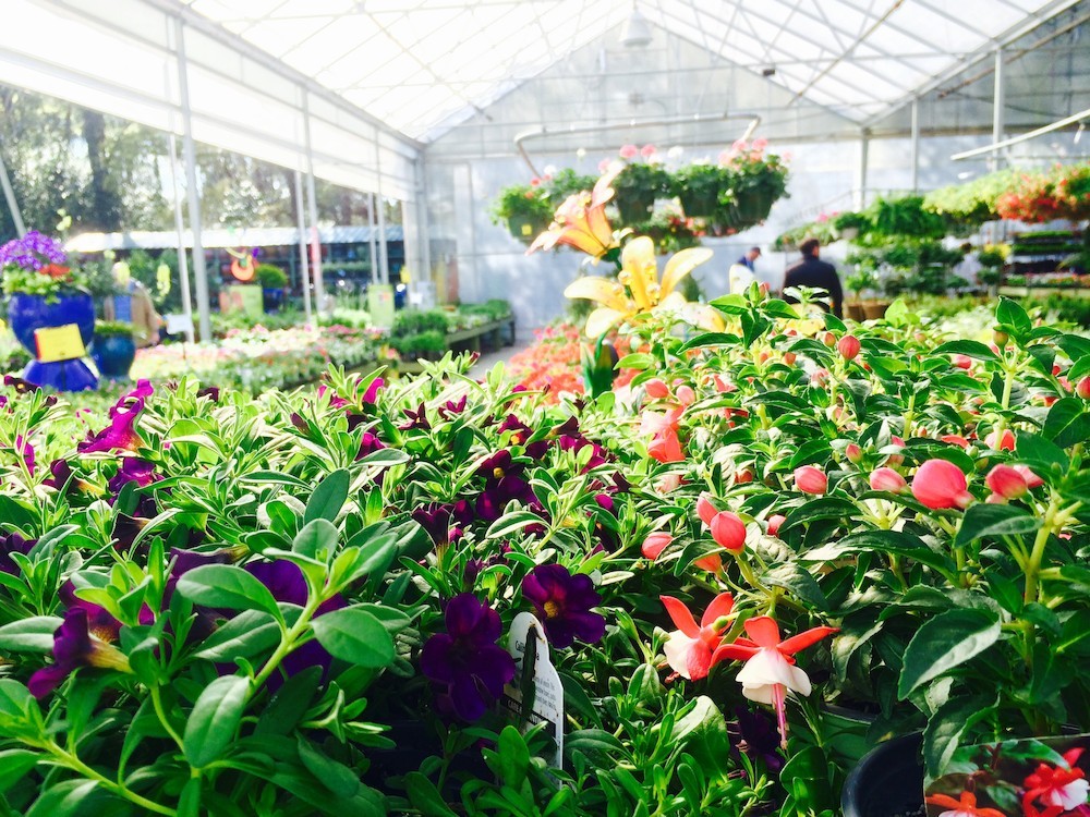 Pike Nurseries to host Grand Opening Garden Party for new Matthews store on October 20
