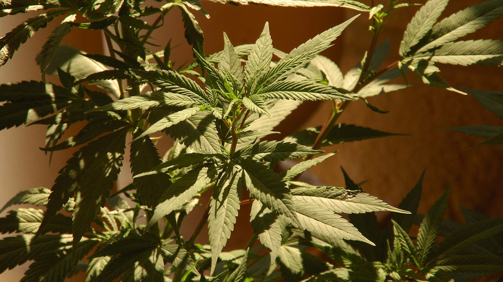 Cannabis. Image: Mario Antonio, Flickr