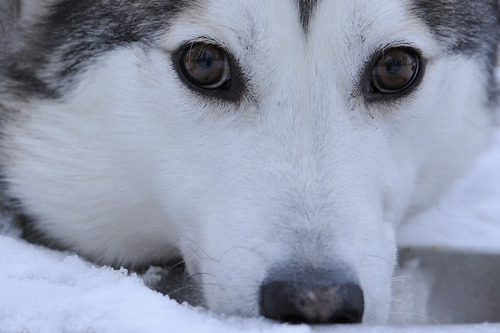 LaplandREIZEN - Huskyreizen