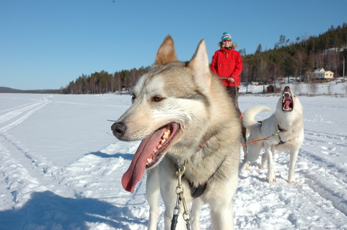 LaplandREIZEN - Huskyreizen ©Frank Neels