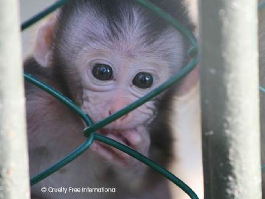 Brigitte Bardot steunt uitdrukkelijke eis Europese dierenrechtenorganisaties en vraagt Air France te stoppen met transport proefapen