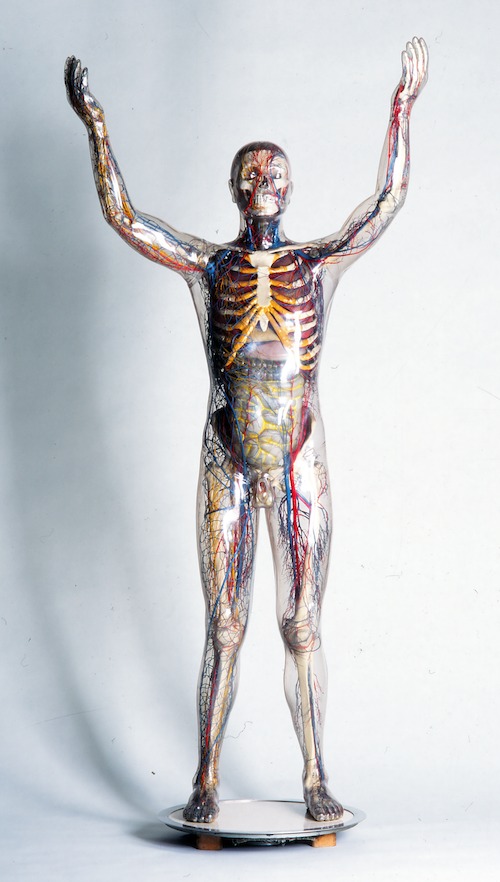 Franz Tschackert, De Glazen man, 206 x 98 cm, Dresden, 1930 © Deutsches Hygiene Museum - Volker Kreidler 1962