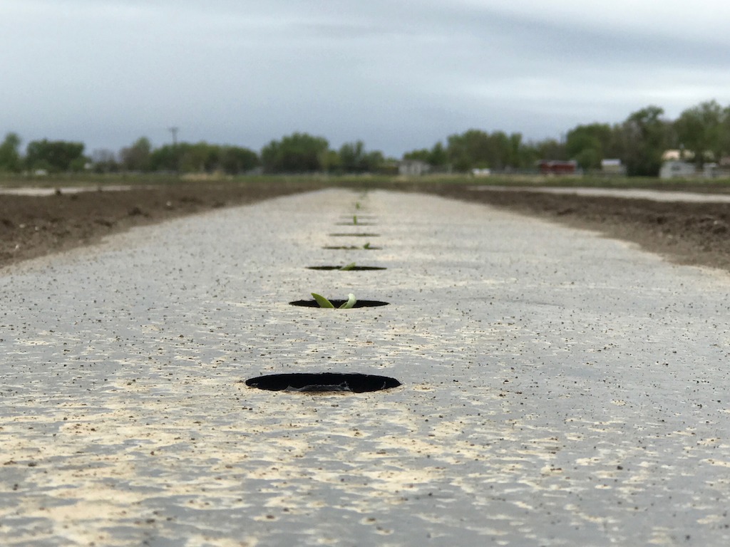 Rocky Ford Cantaloupe seedlings in the field, May 2017