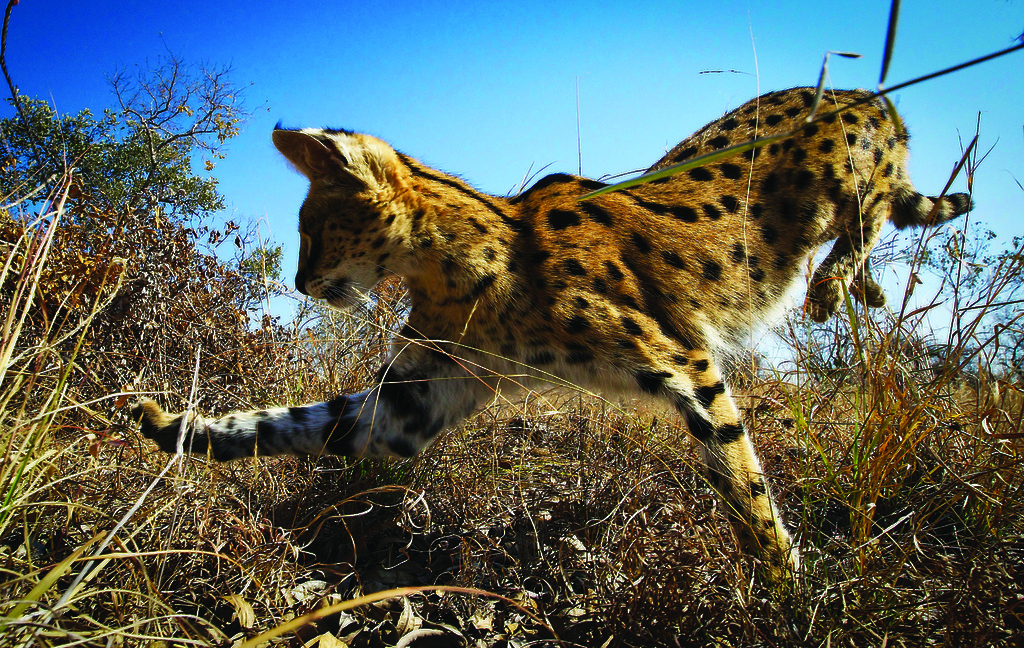 Planet Earth II - Grasslands - (c) BBC