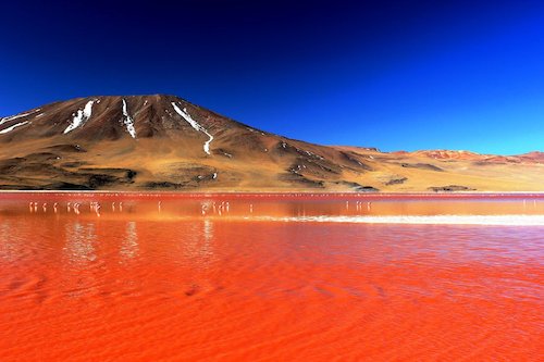 Bolivië - Laguna Colorada