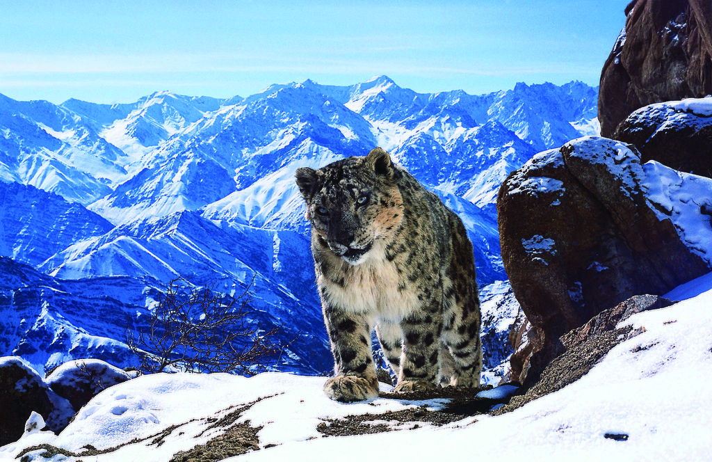 Planet Earth II - Mountains - (c) BBC