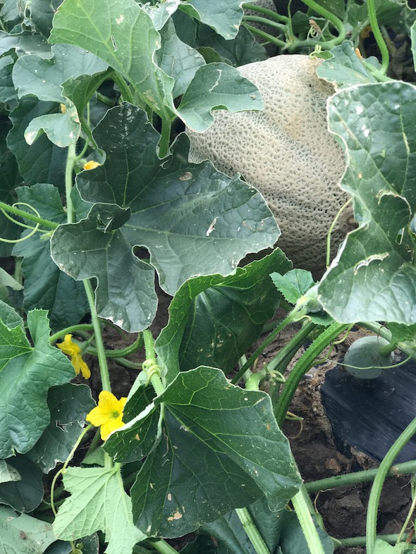 Rocky Ford Cantaloupe in the field during the 2017 season