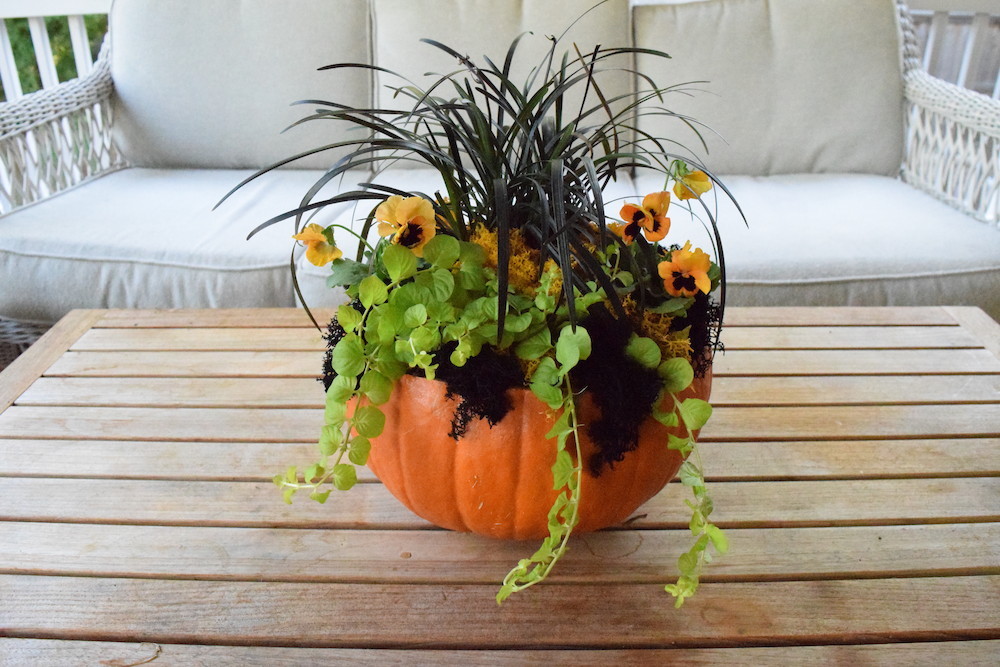 Pike Nurseries to host Pumpkin Planters Make & Take Class on Saturday, October 22