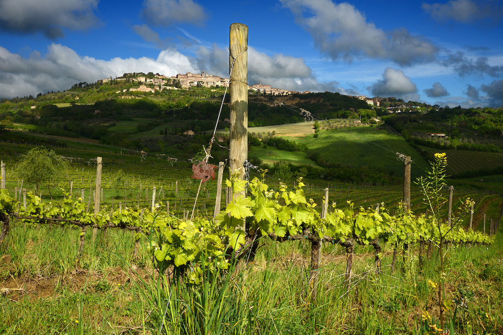 Vineyards, © Salcheto