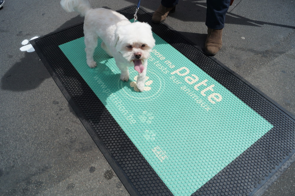 Sondage IPSOS : 90 % des Wallons et des Bruxellois veulent faire interdire les tests sur les chiens et les chats