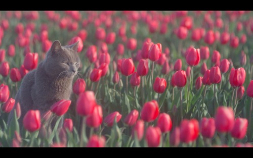 © Thalys 2014