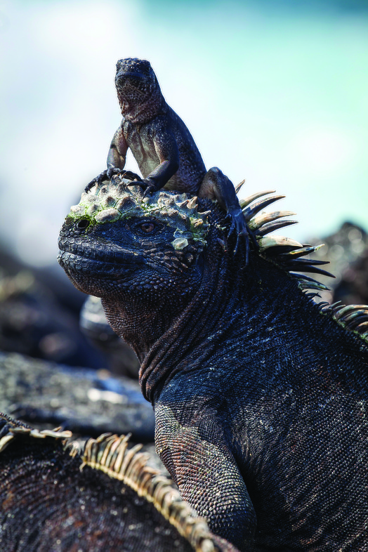 Planet Earth II - Islands - (c) BBC