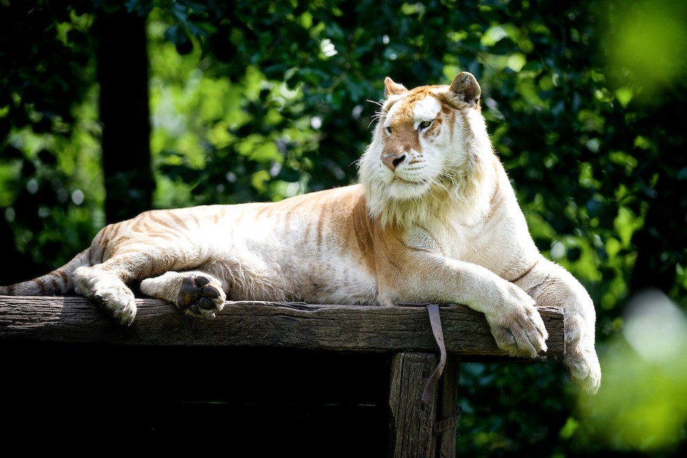 Chacun trouve son bonheur au Zoo d'Olmen!