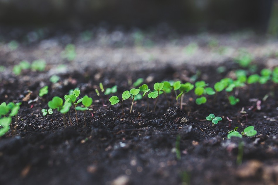 Hurricane recovery: agriculture revitalization in Dominica underway
