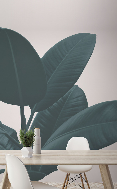 Rubber Plant