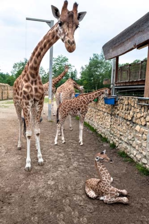 Copyright foto's: Zoo Antwerpen en Planckendael