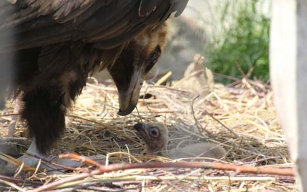 Copyright foto's: Zoo Antwerpen en Planckendael