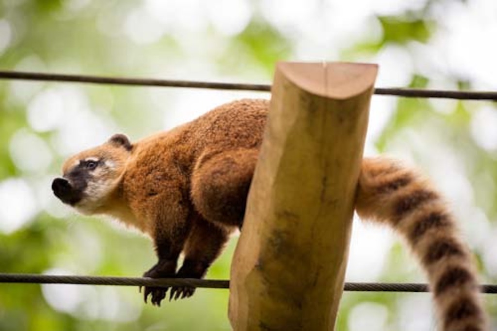 Copyright foto's: Zoo Antwerpen en Planckendael