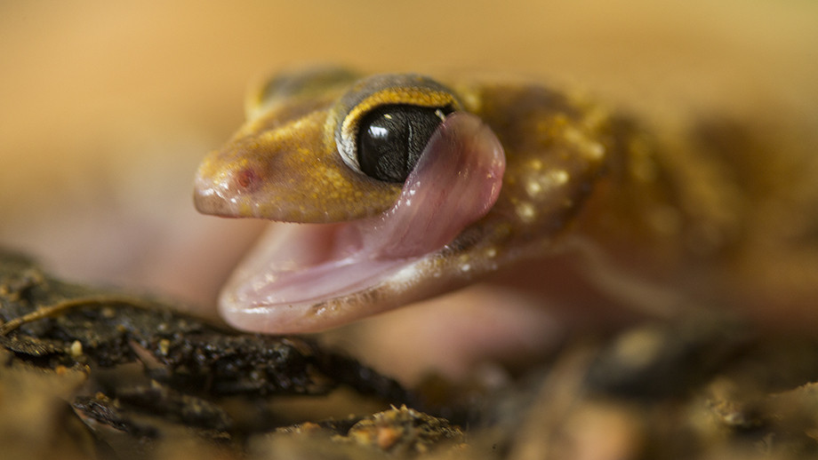 Study reveals mass extinction event 35 million years ago