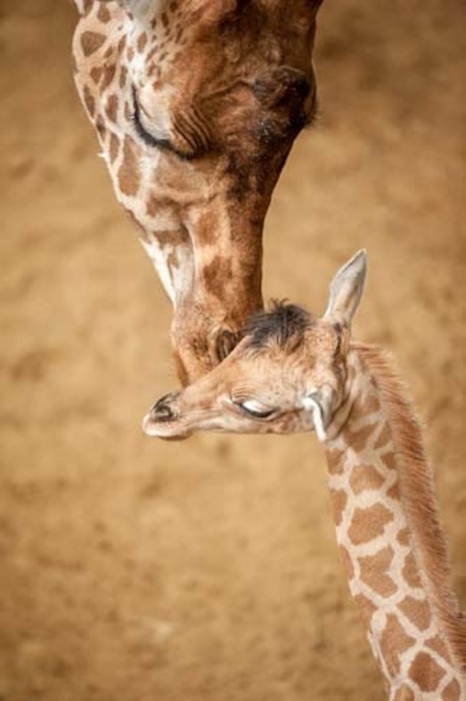 Copyright foto's: Zoo Antwerpen en Planckendael