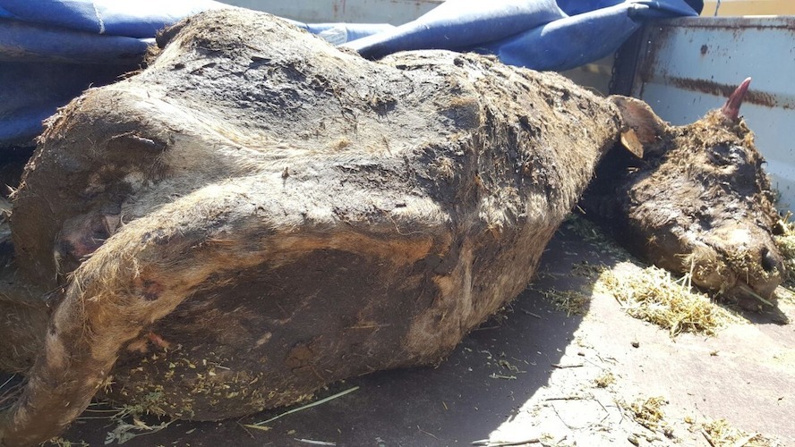 70 bovins bloqués à la frontière bulgaro-turque