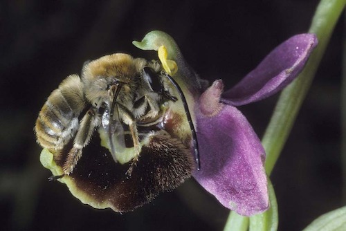 Chapitre 3- Les orchidées, leurres sexuels © Pierre Delforge - www.orchideurope.be