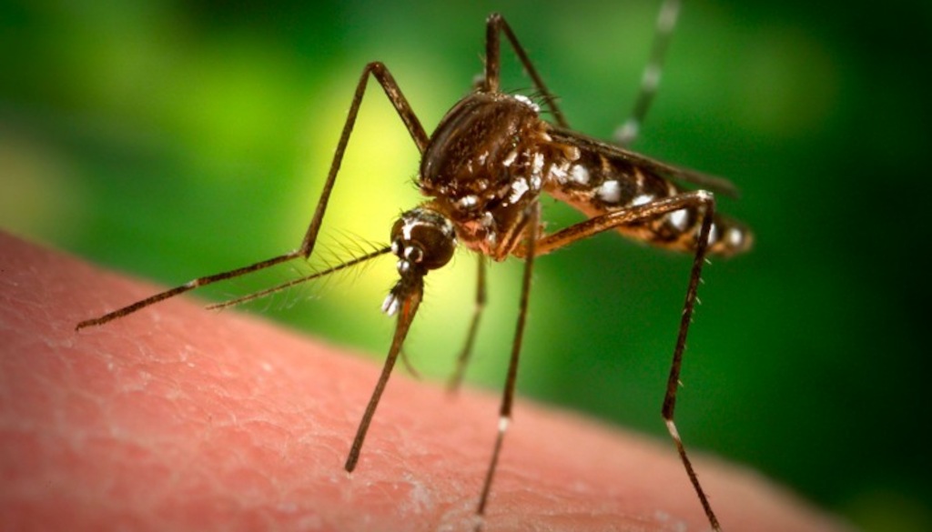 Prevent mosquitos