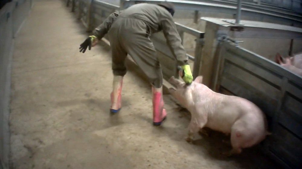 L’abattoir de Tielt réouvrira demain