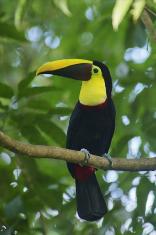 Costa Rica