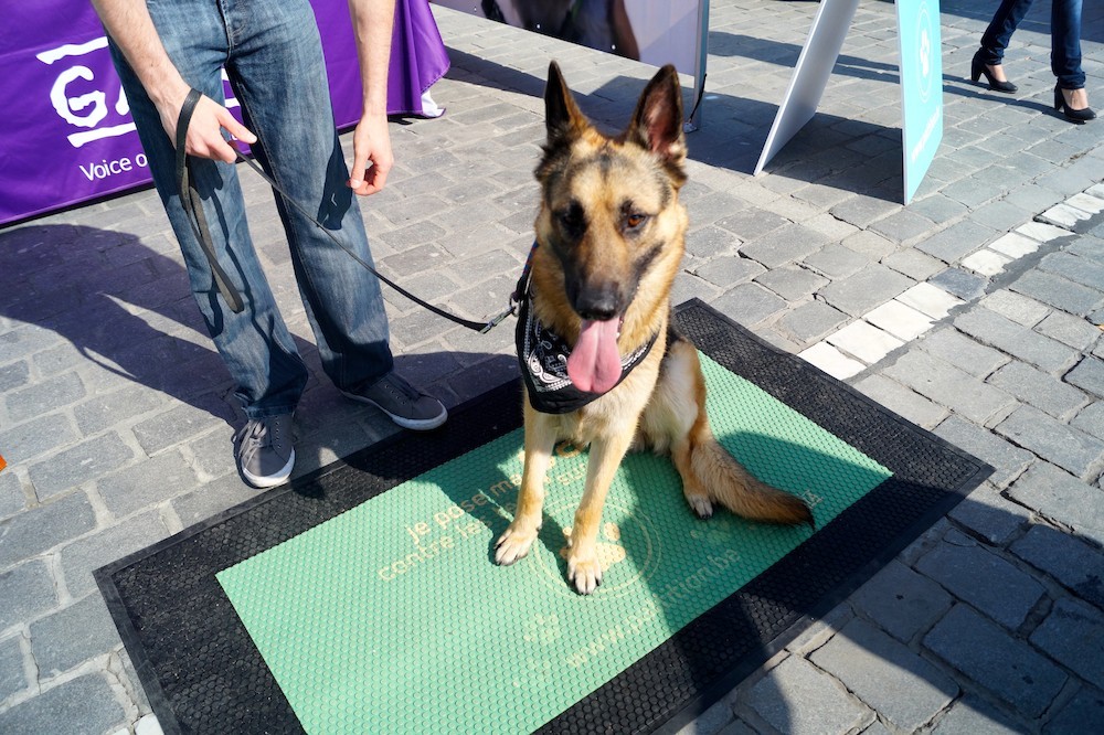 Sondage IPSOS : 96 % des Hainuyers veulent faire interdire les tests sur les chiens et les chats